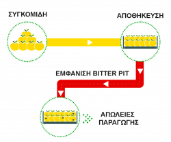 Δενδρώδεις Καλλιέργειες - Αύξηση Διατηρησιμότητας στα Μηλοειδή