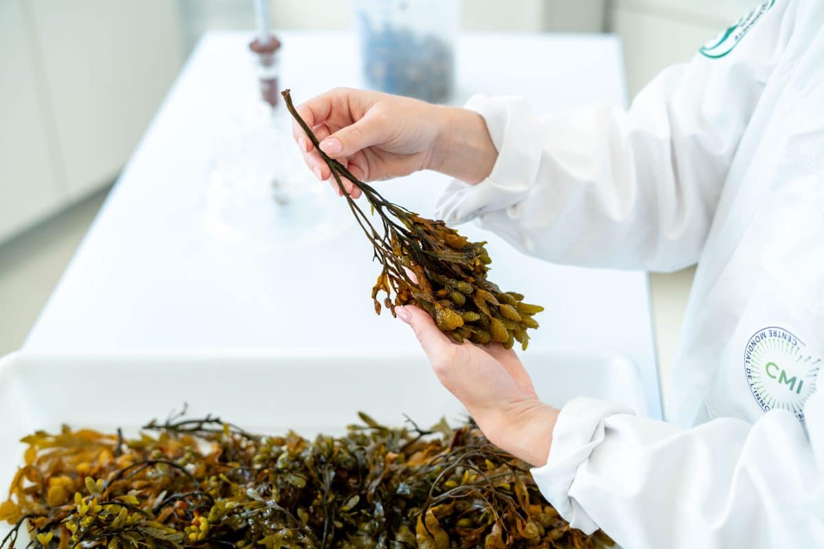 fibn lab seaweed (2)