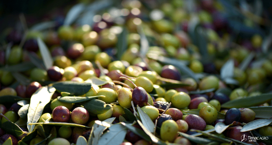 olives (940 x 500 px)
