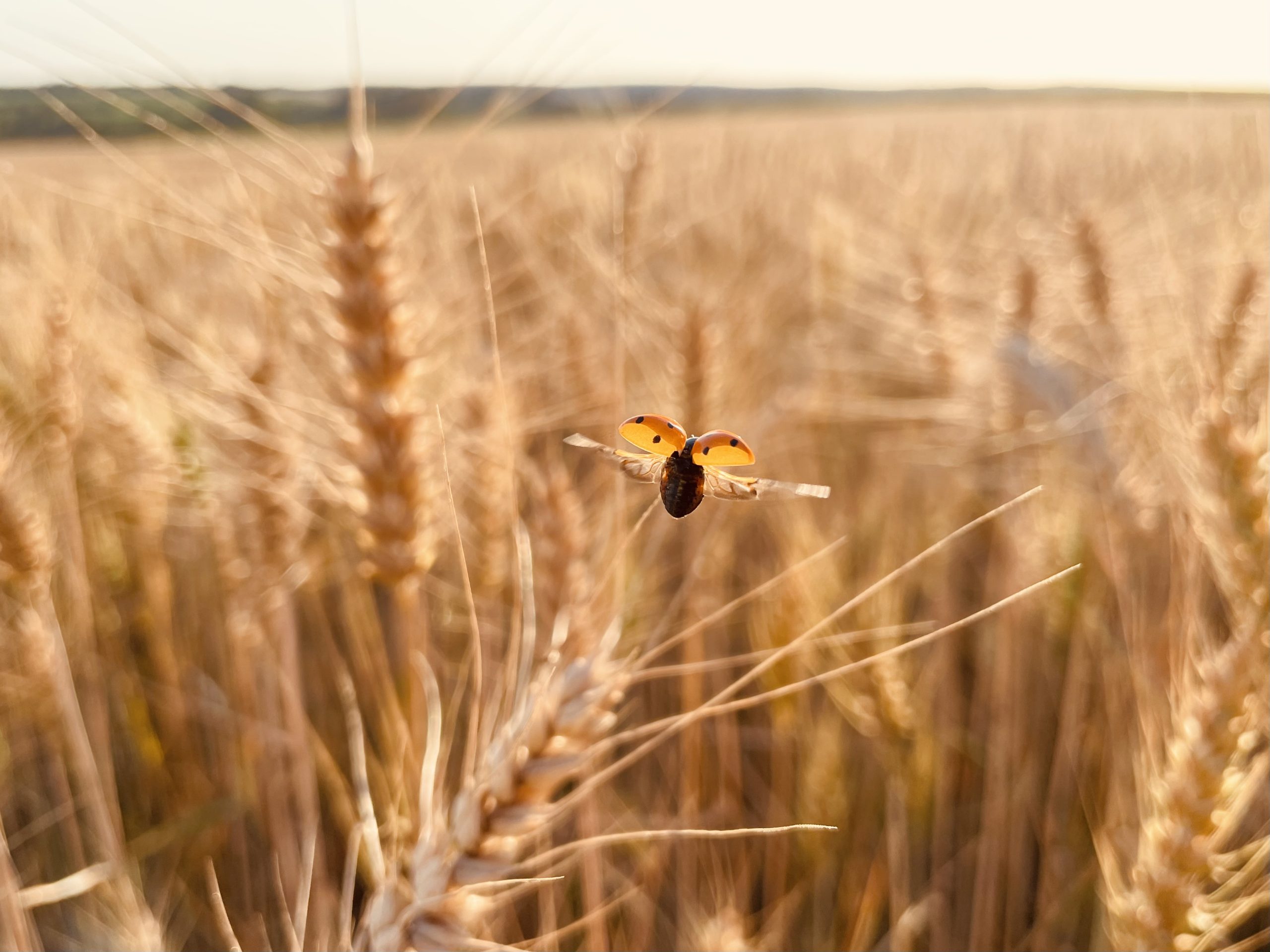 Βιοδιεγερτικά για δημητριακά