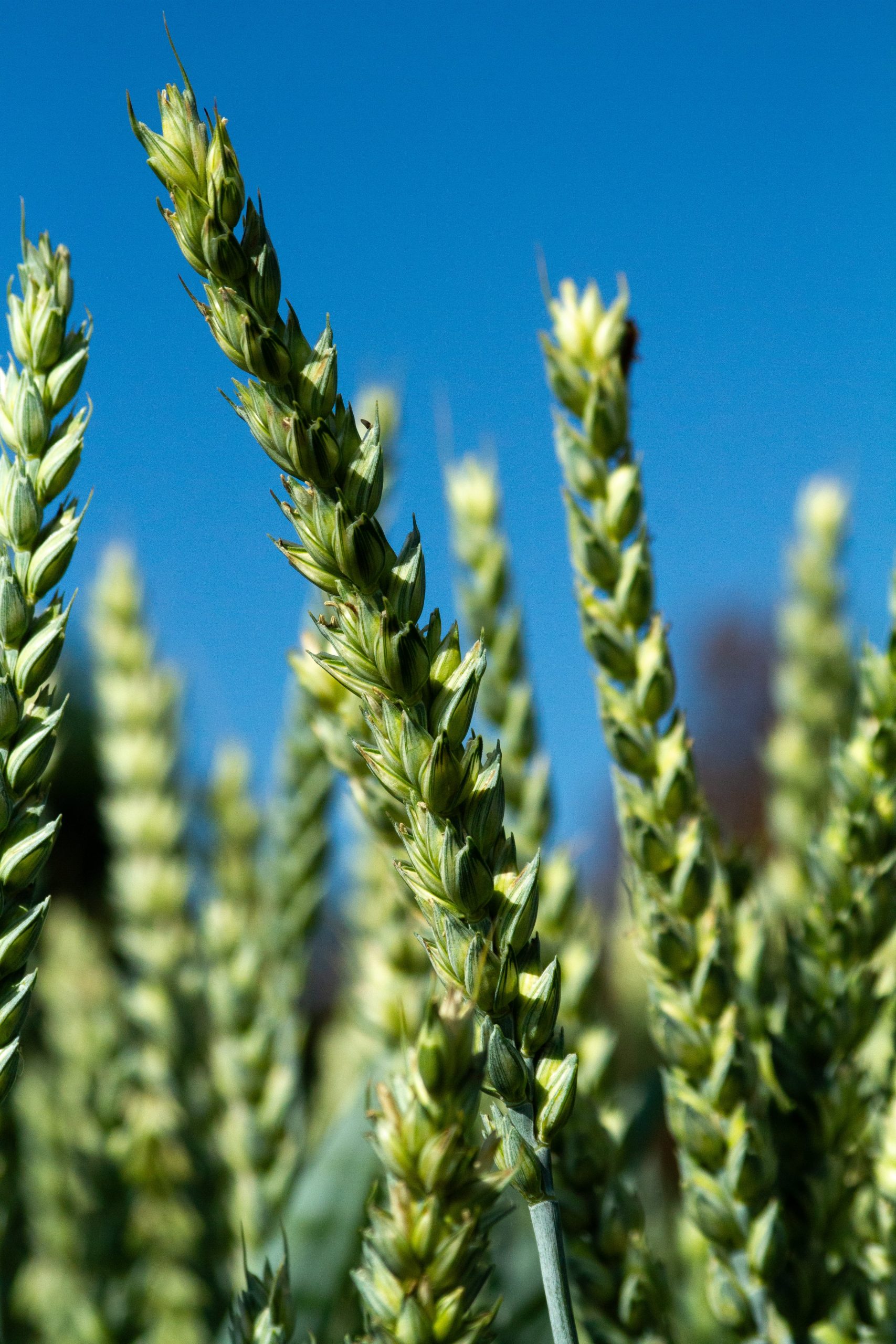 Σιτηρά σε φάση ανάπτυξης