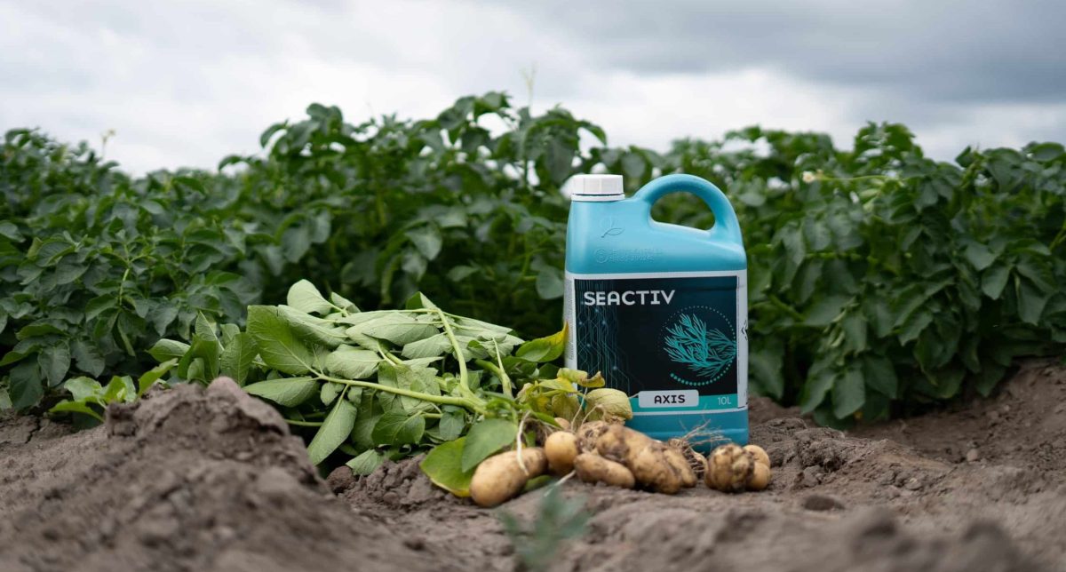 seactiv potatoes jug poland