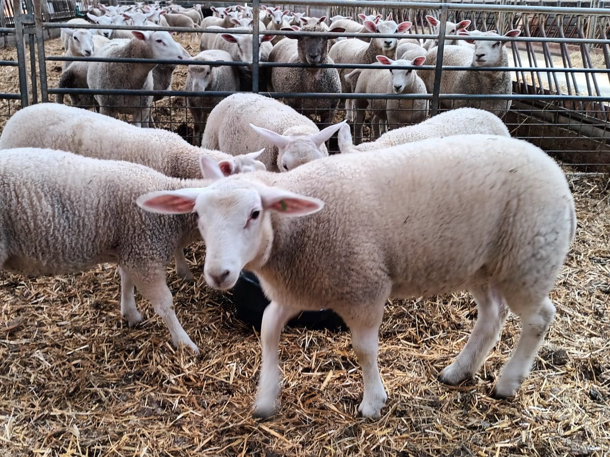 sheep belgium focus inside