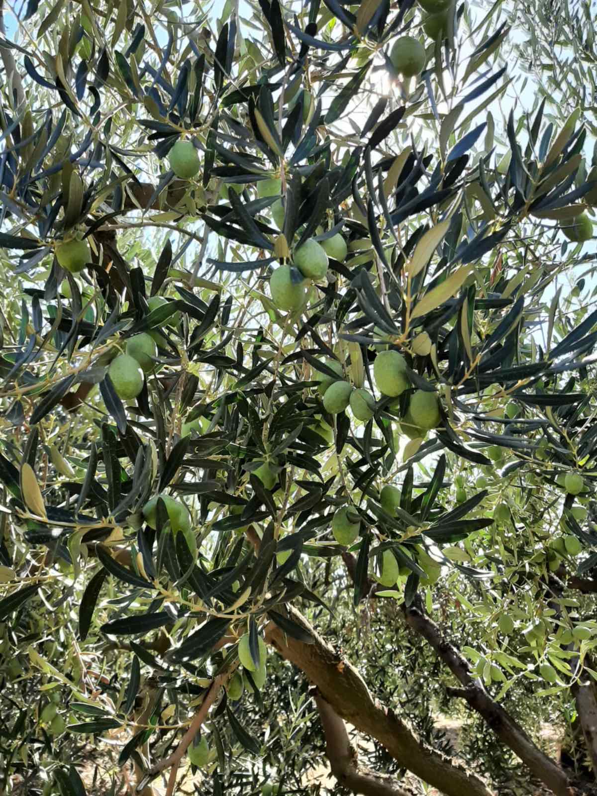 Χονδροελια Χαλκιδικής Βρασταμα alpha axis agrolivo maxifruit