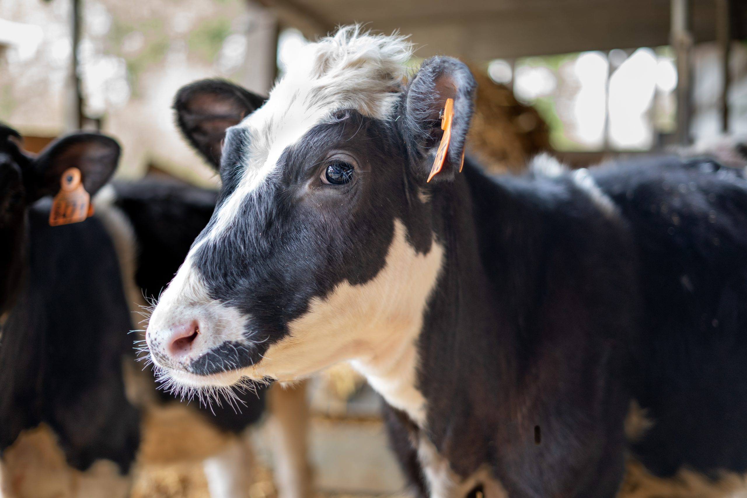 κτηνοτροφικές εγκαταστάσεις