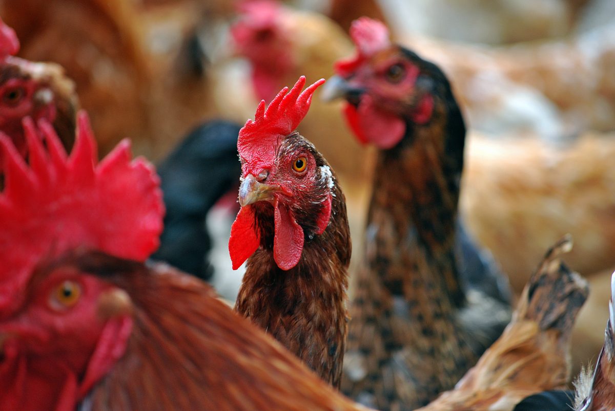 poultry p orbán hungary