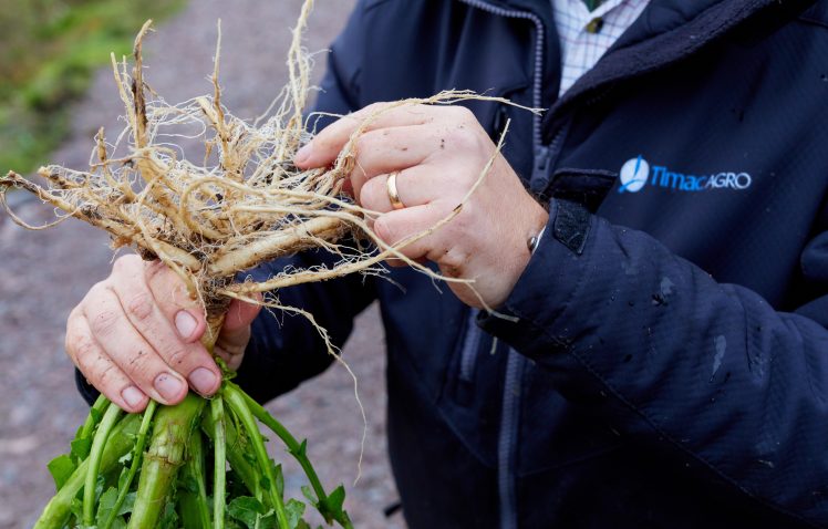 rapeseed roots activation