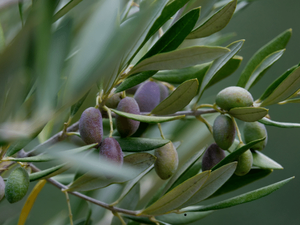 Λίπανση Ελιάς