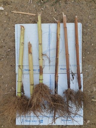 πειραματικό σε ηλίανθο με Seactiv Rame_ρίζα