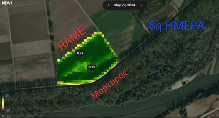 πειραματικό σε ηλίανθο με Seactiv Rame_δορυφόρος