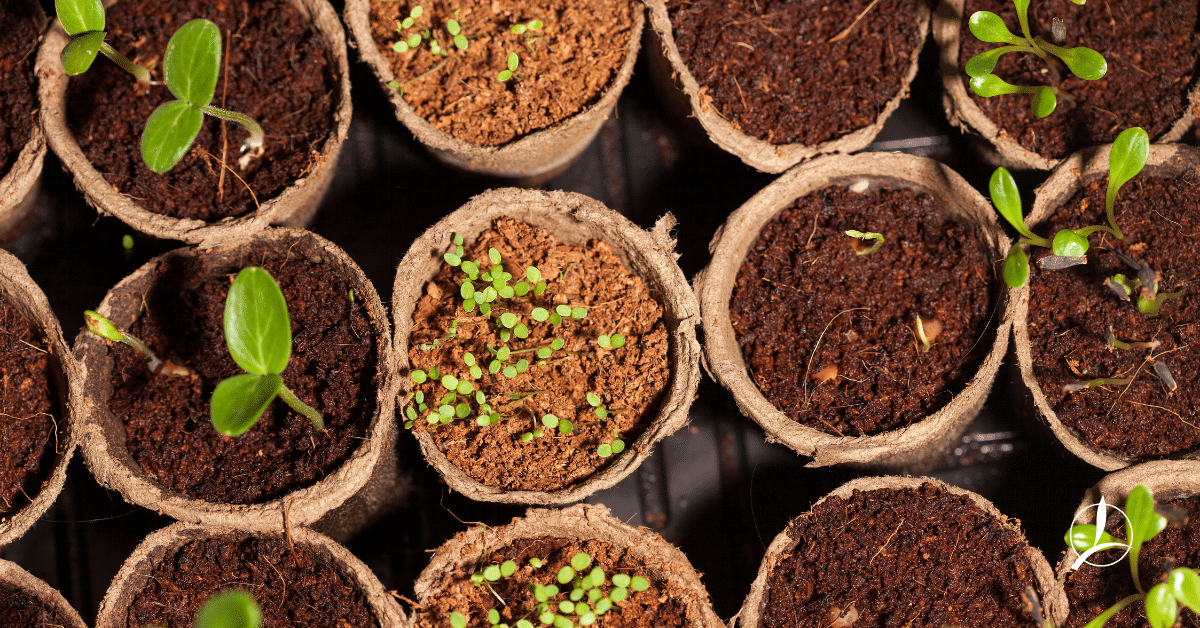 Σπορά Άνοιξη