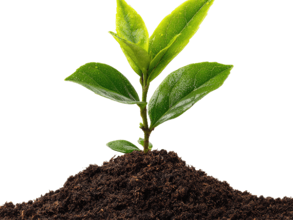 Υγεία Εδάφους