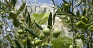 τροφοπενιεσ ελιασ