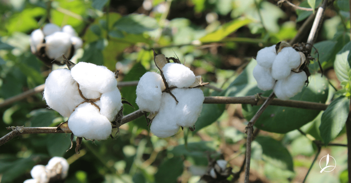 Βαμβάκι Πράσινο