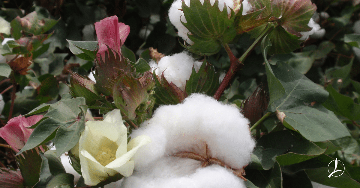 Καλλιέργεια Βαμβακιού