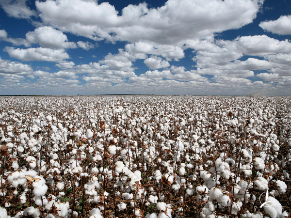 Βαμβακοφυτεία