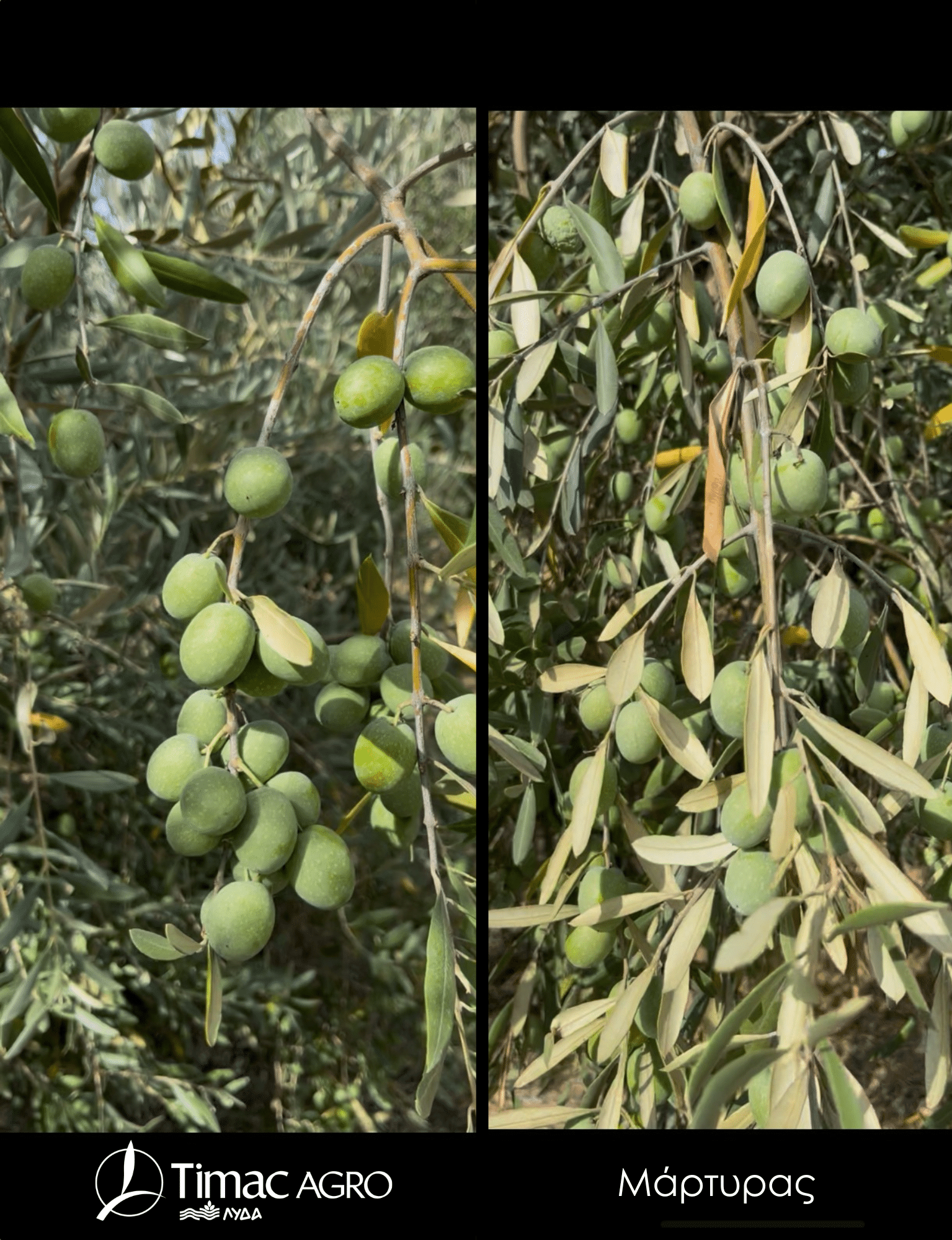 Oceryos βιοδιεγέρτης σε ελιά