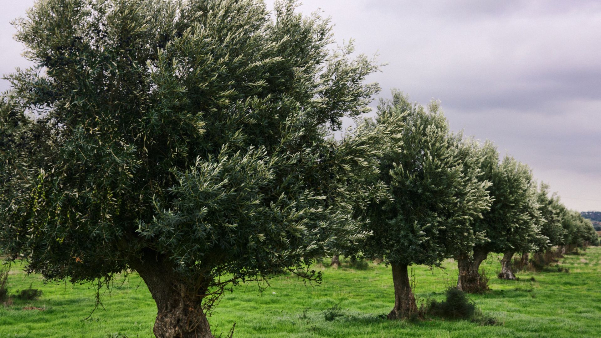 λίπασμα για ελιές Κ