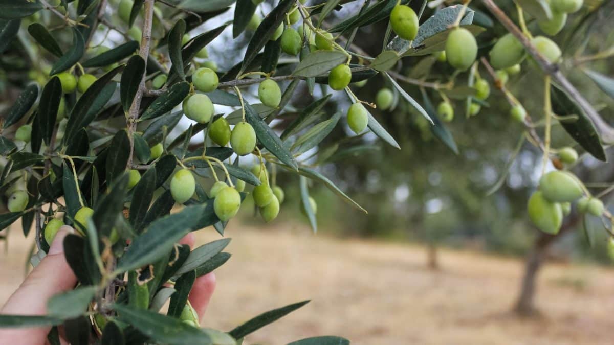 λίπασμα ελιάς Κάλιο