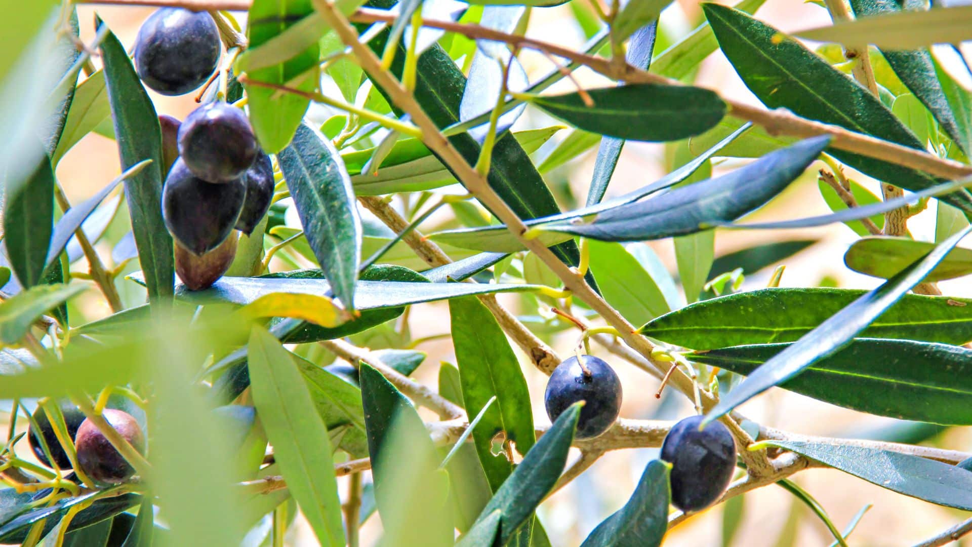 untitled design (6)
