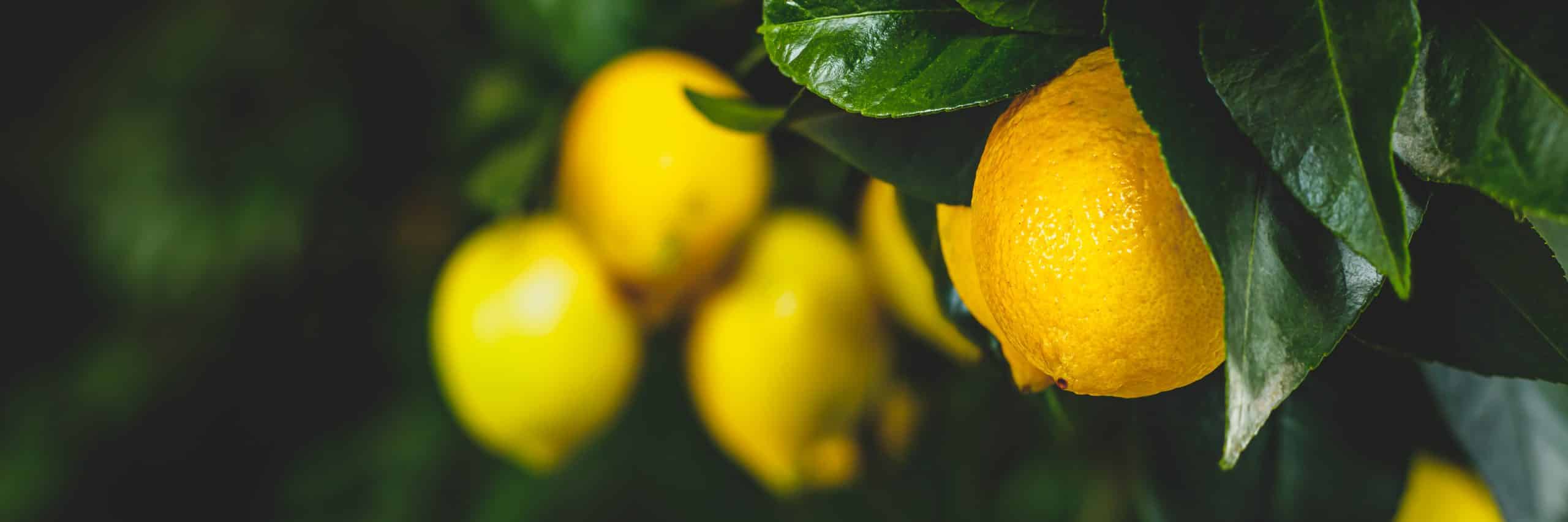 Καλλιέργεια Εσπεριδοειδών