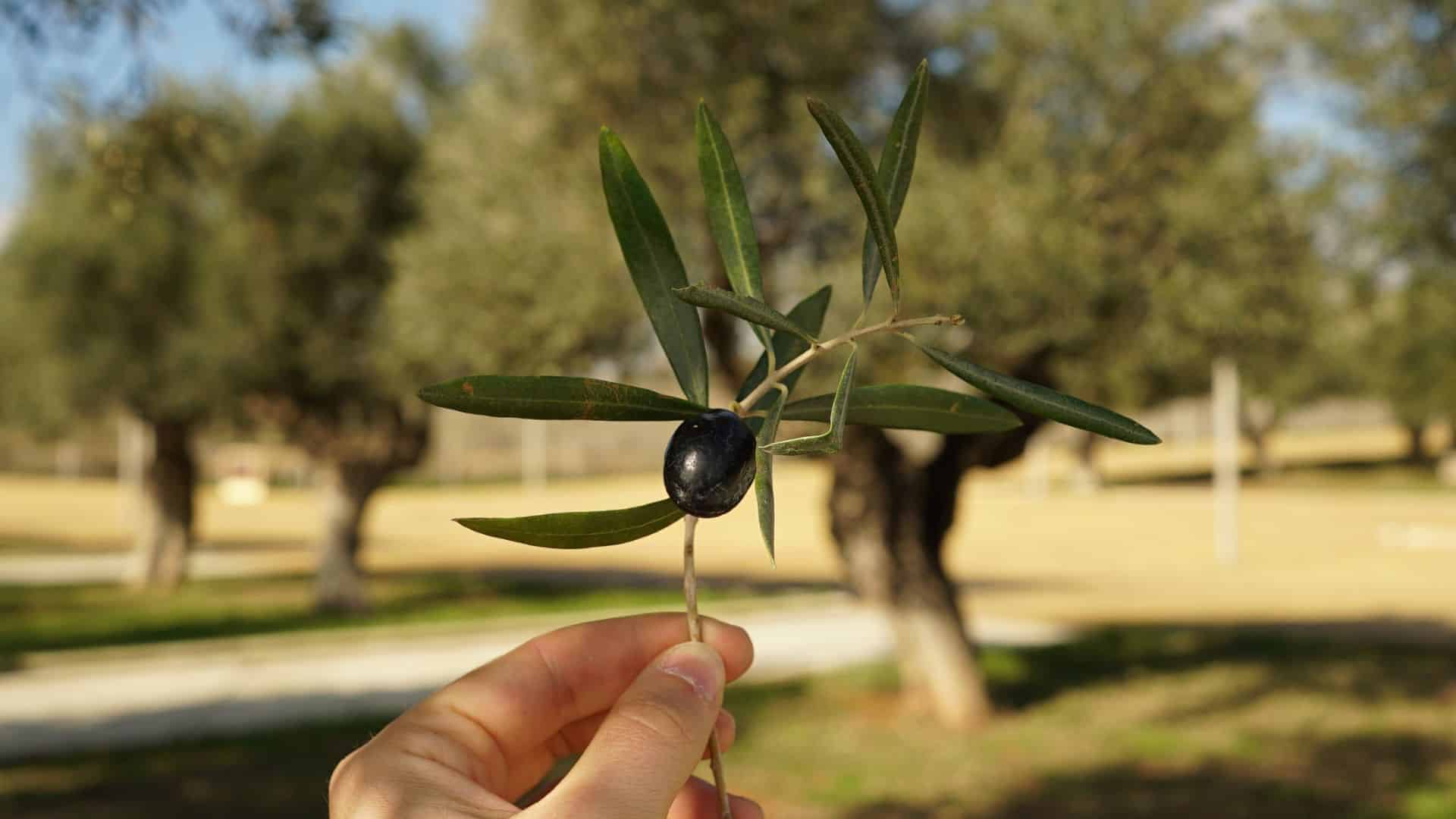 λίπασμα για ελιές και τεχνικές
