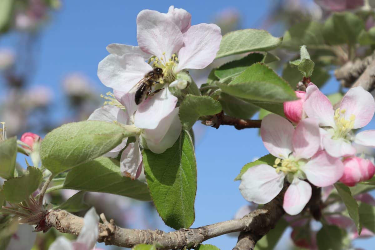 apple tree algeria5