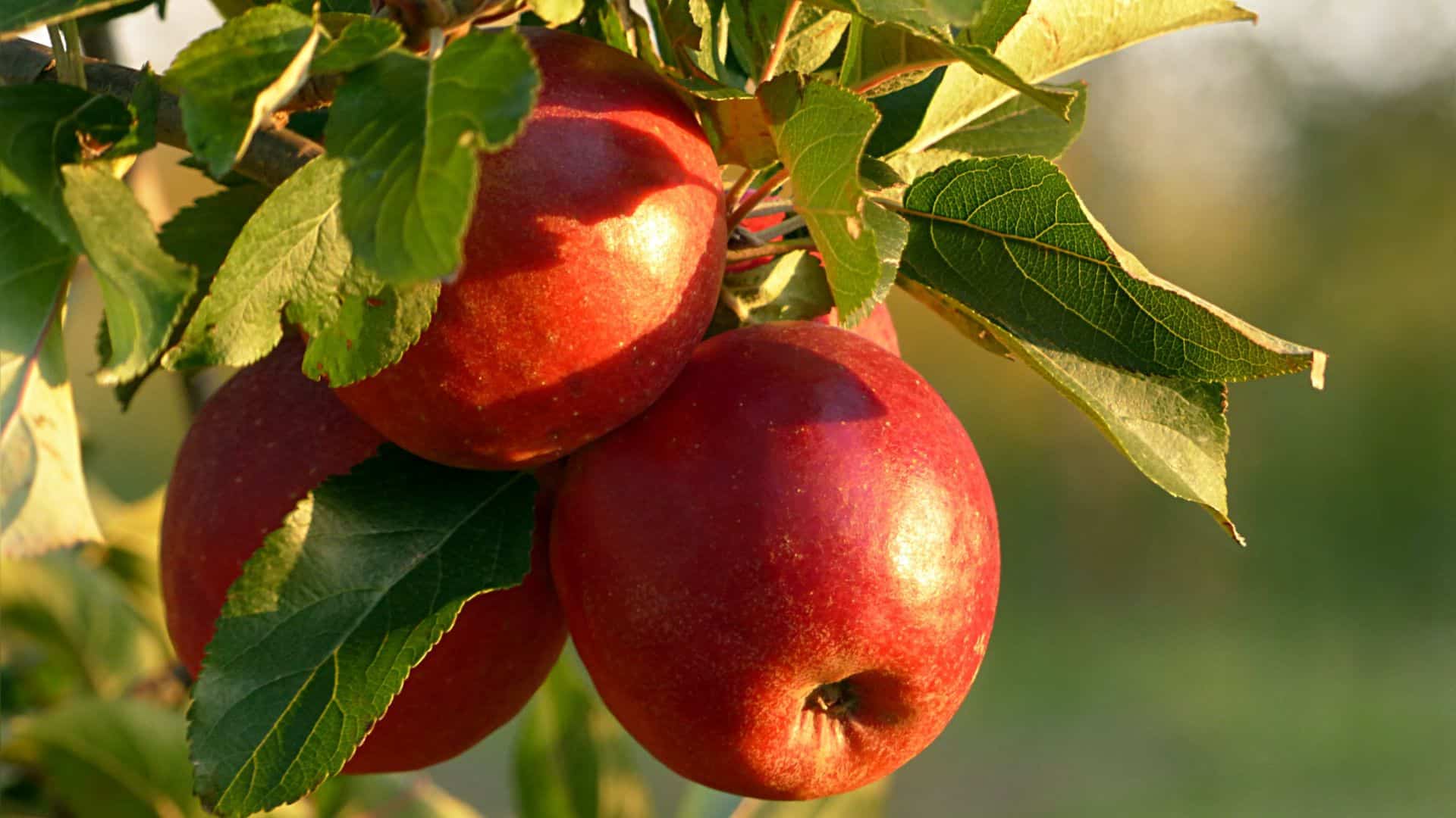 Καλλιέργεια Μηλιάς